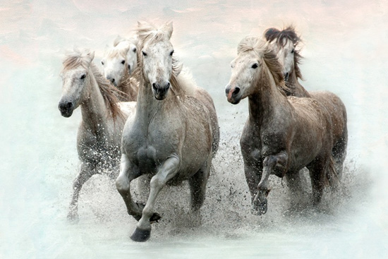 Morning Water With Horses