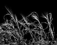 Foxtails